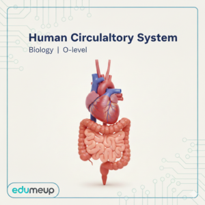 Human Circulatory System